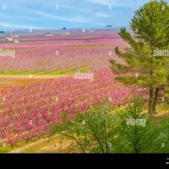 En vidsträckt persikolund i Katalonien blommar i rosa, med ett stort träd i förgrunden.